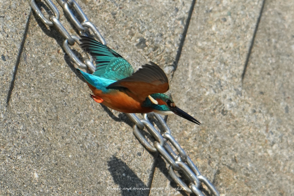 晩秋のロックオン