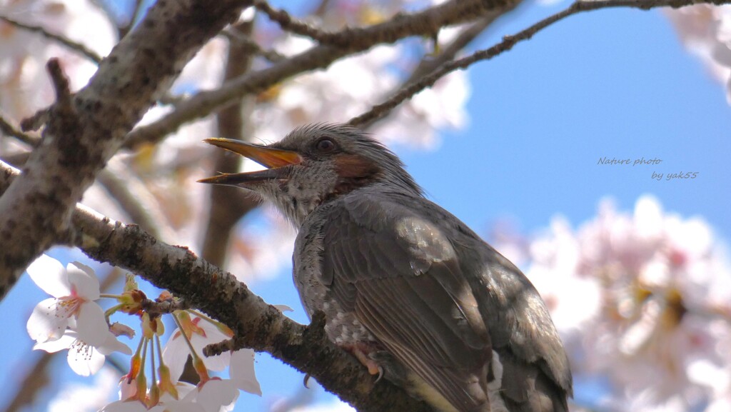 春を鳴く