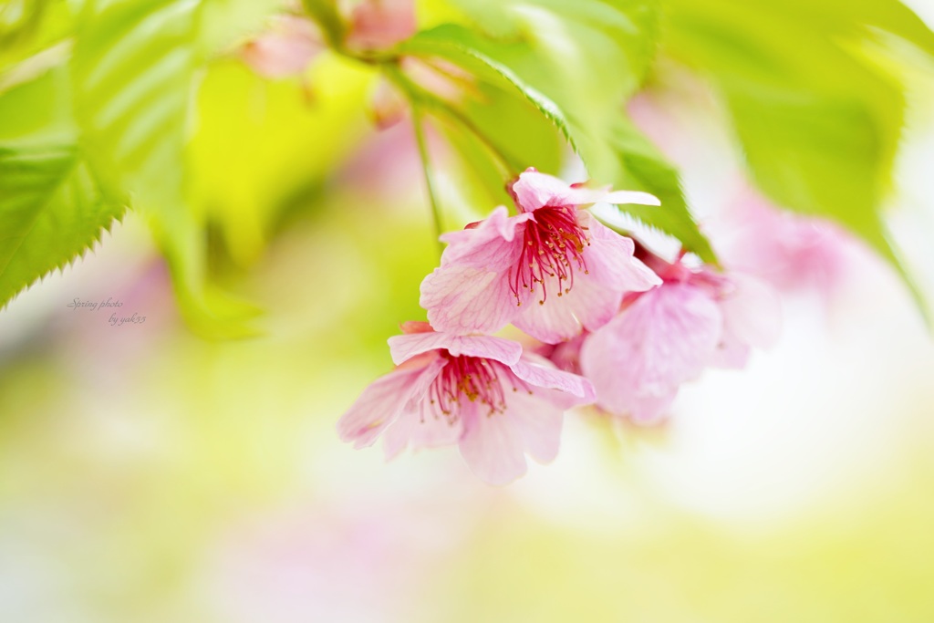 残り花（河津桜）