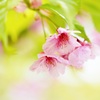 残り花（河津桜）