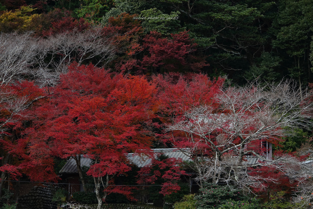 燃ゆる里山