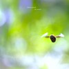 春野草の中を