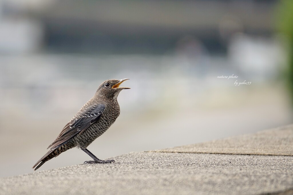 9.06 朝の漁港（幼鳥）