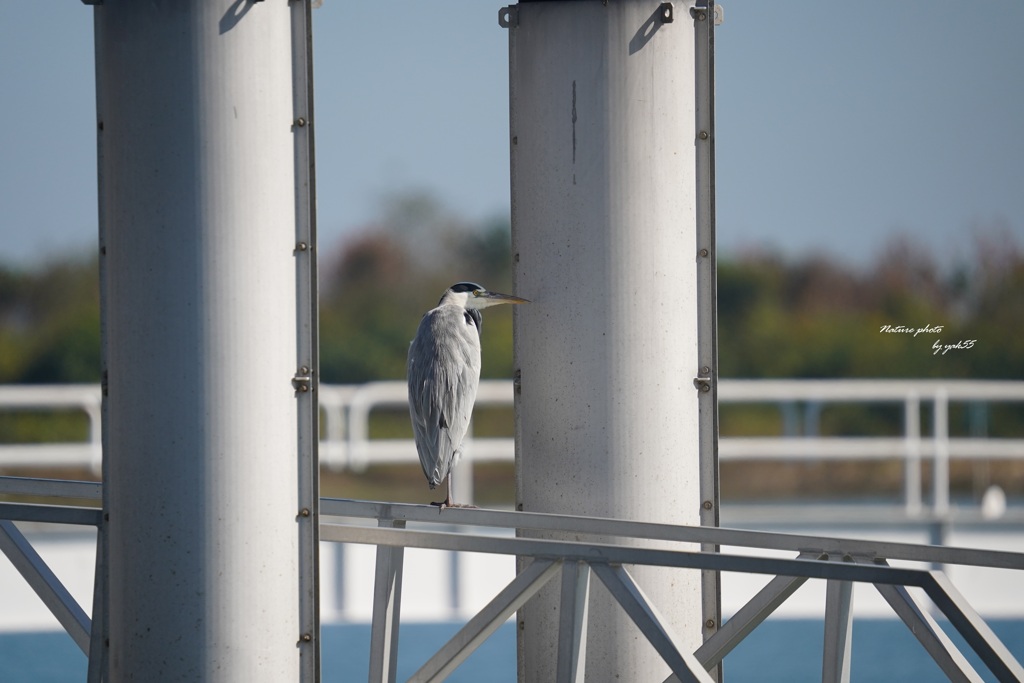 秋漁港（アオサギ）
