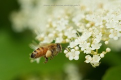 ガマズミの花