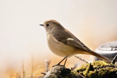 苔の上・・（ジョビさんシリーズ）