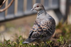 春野草でポートレート