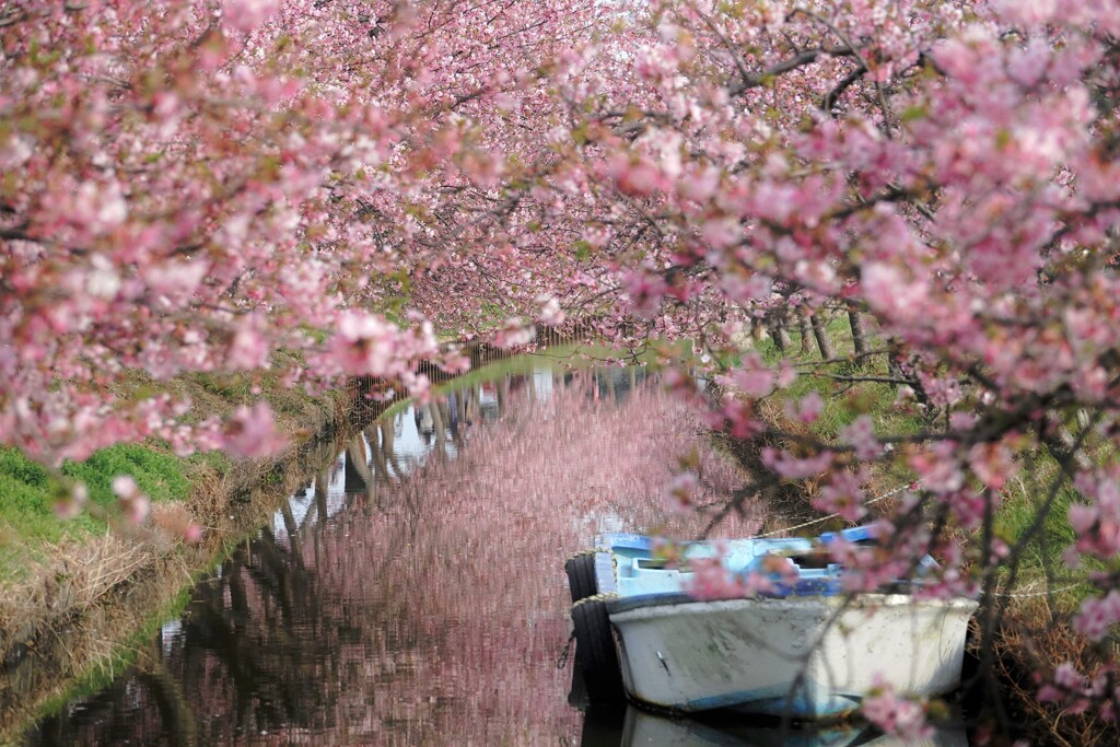 tunnel（河津桜）
