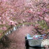 tunnel（河津桜）