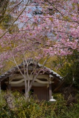 お寺も春