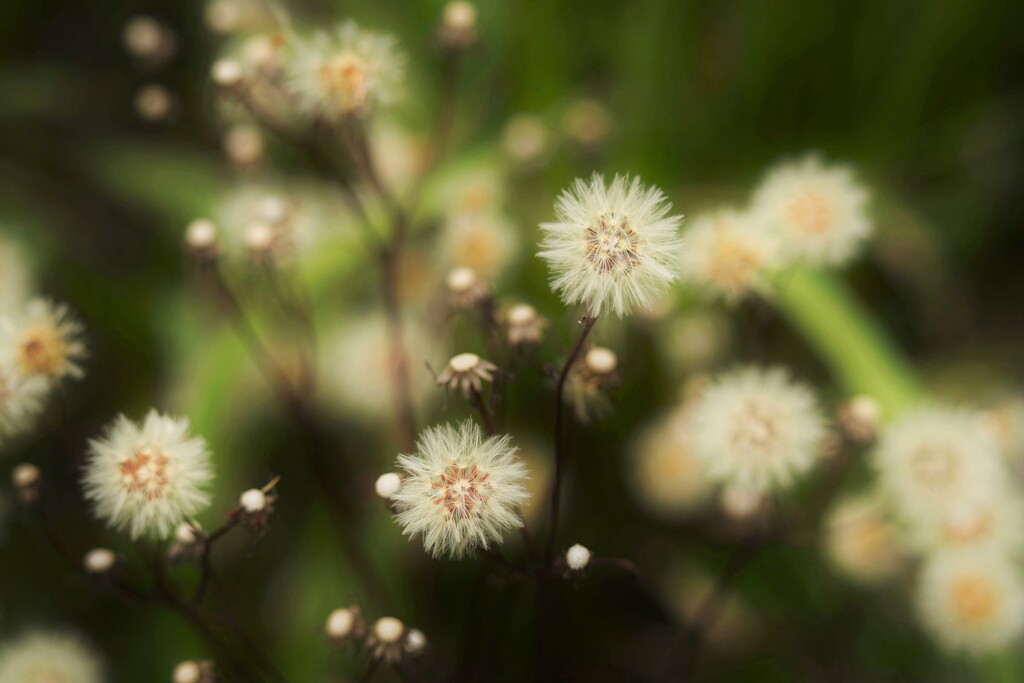 野草（わた毛）