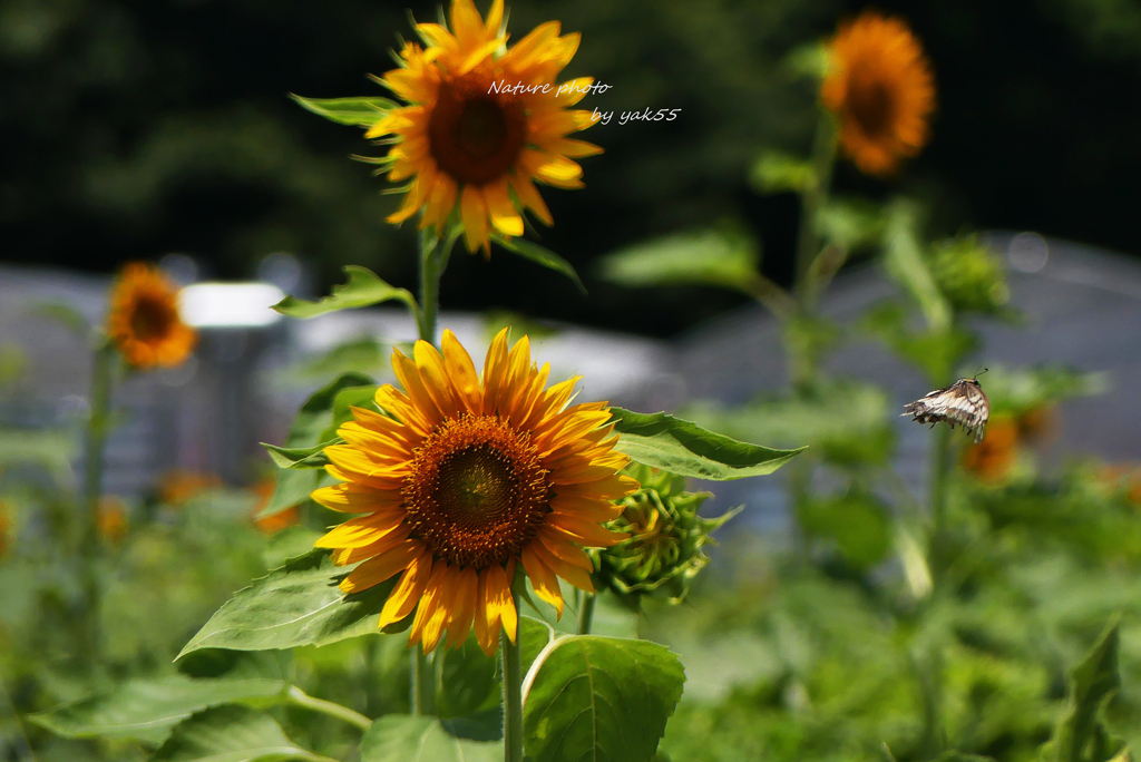 夏の花