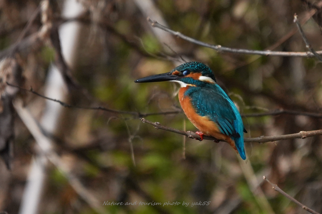 イケてるグラサン