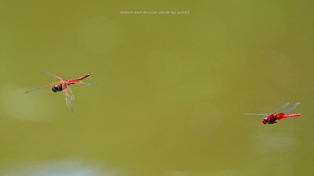 Red & Red