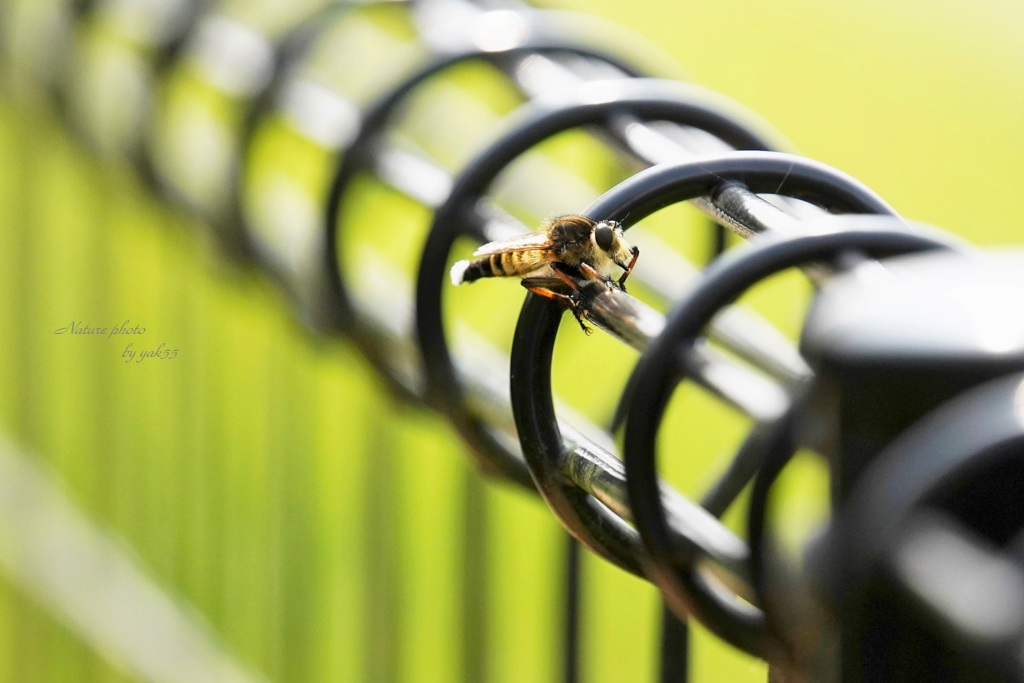 夏遊歩道（シオヤアブ）