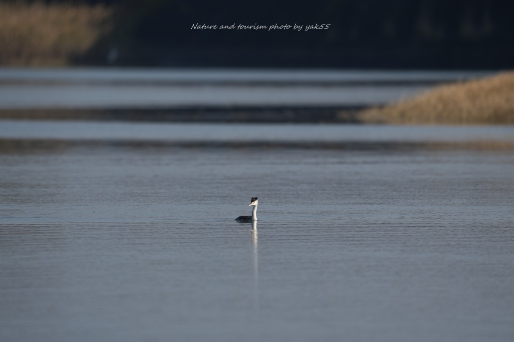 晩秋の河口に一羽