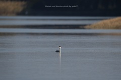 晩秋の河口に一羽