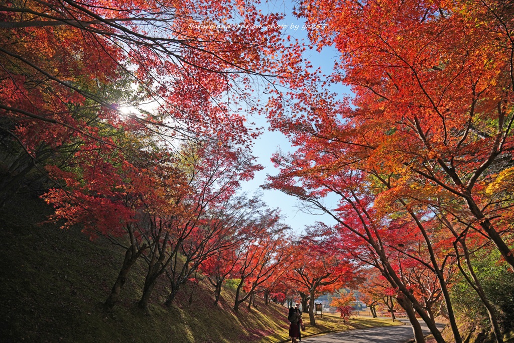 晩秋のもみじ峠Ⅲ