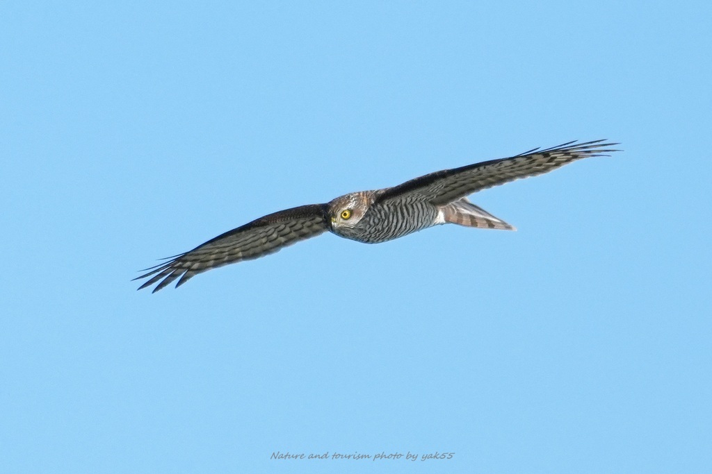 ハイタカさんが通る