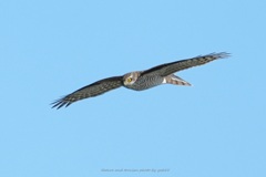 ハイタカさんが通る