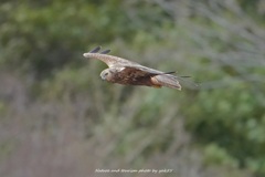 年の瀬にチュウヒさん