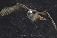 躍動するミサゴさん