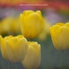 Spring Color