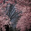 春全開（河津桜）