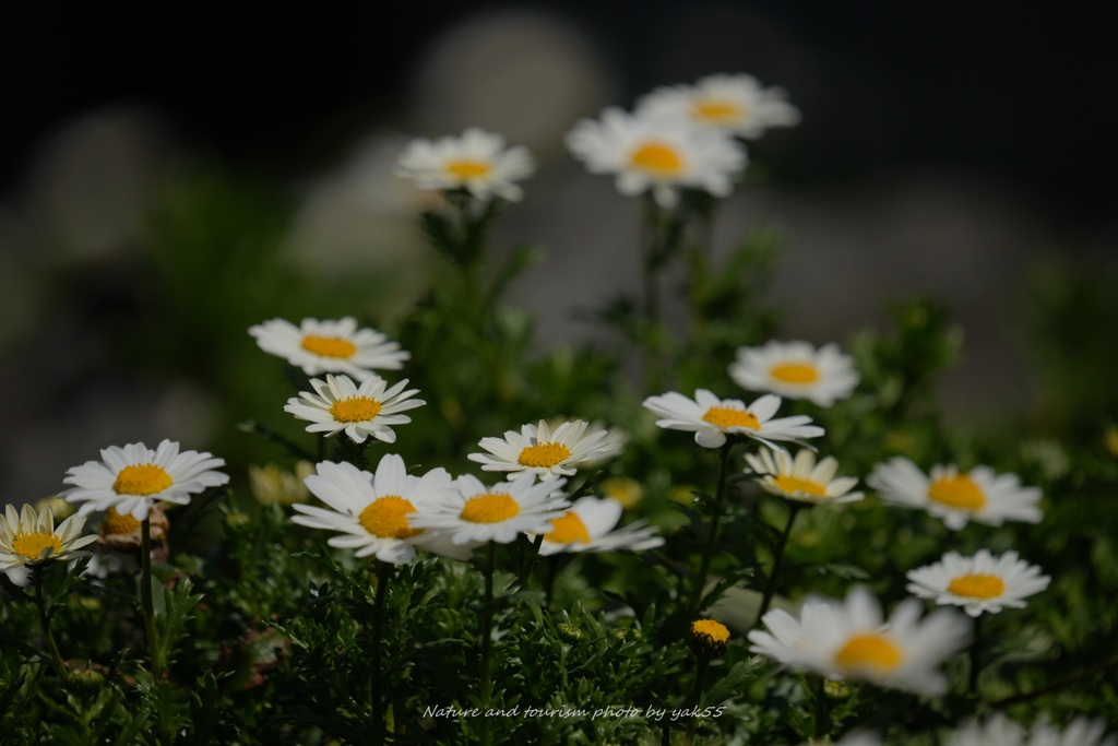 土っ手の上ヒナギクの花が～～♪？