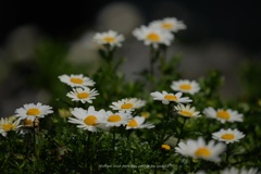 土っ手の上ヒナギクの花が～～♪？