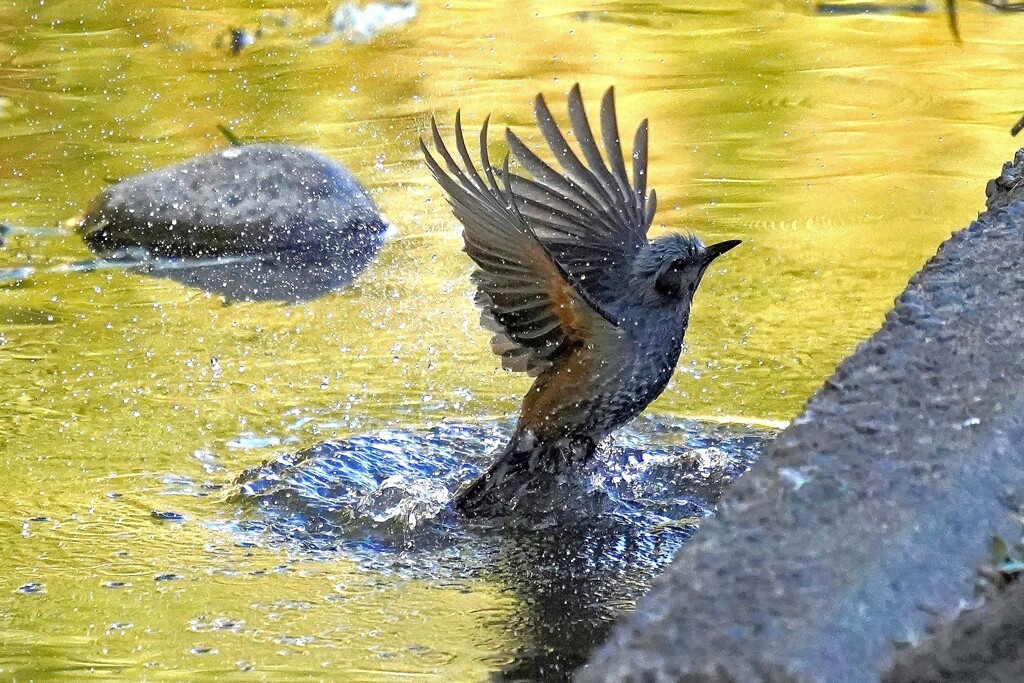 ヒヨさん飛び出す