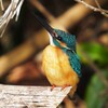 春光（カワセミ・オス）