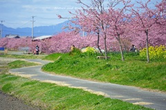 春の農道