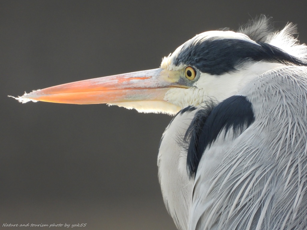 アオさんにズームイン