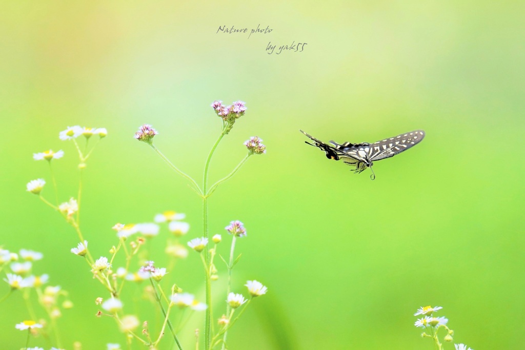 花から花へ（ナミアゲハ）