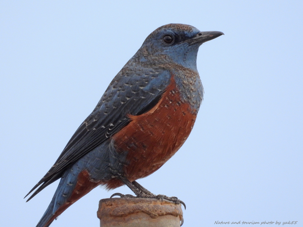 イソさんを３０００ｍｍで