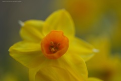 Spring Yellow