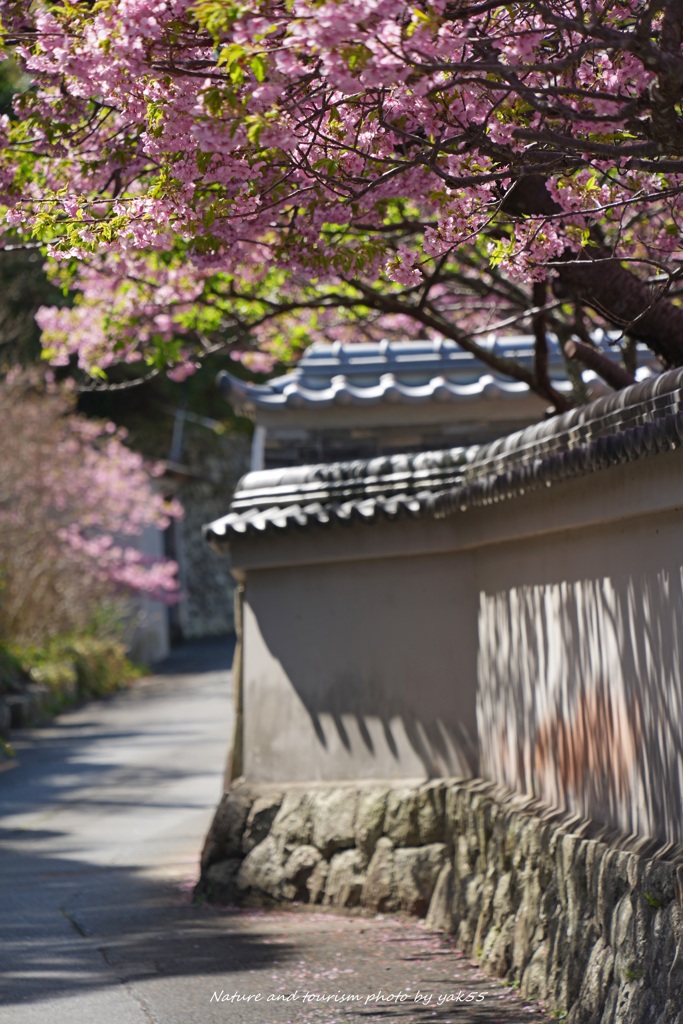 春を迎える寺院 by YaK55 (ID:13394896) - 写真共有サイト:PHOTOHITO