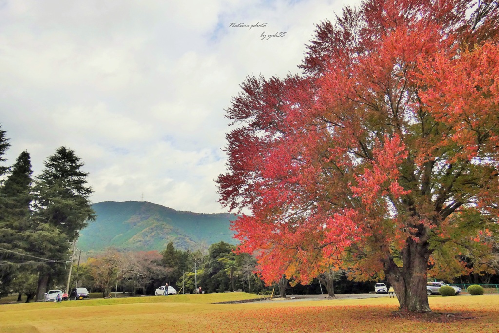 紅葉５（ハナノキ）