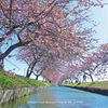 春の足踏み
