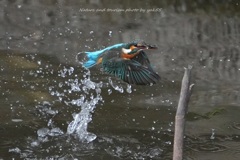 スプラッシャー