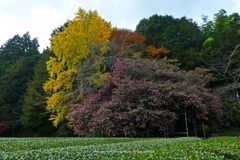 山茶花の巨木