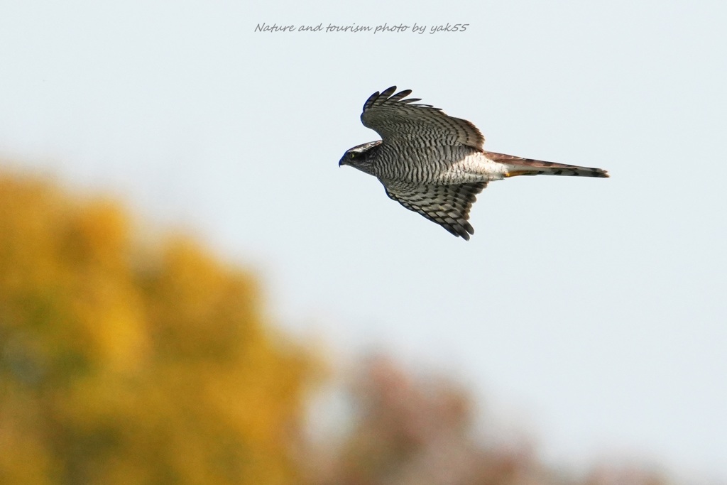 オオタカさんが通る