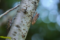 鳴く２（アブラゼミ）