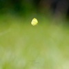 green（春草の上で）