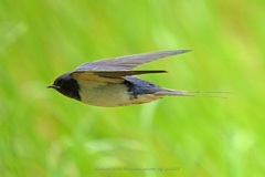 HIGH SPEED