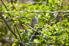 春を鳴く