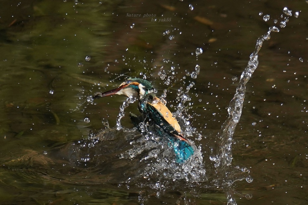 Splash