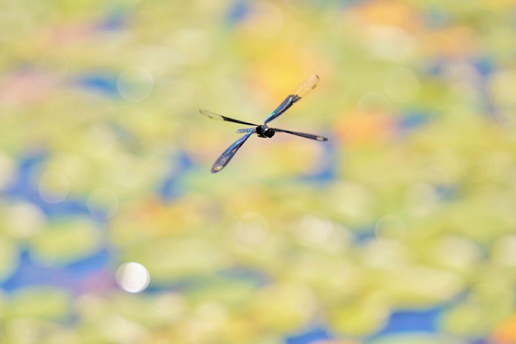 猛暑池の光景（チョウトンボ）