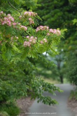 夏の始まり